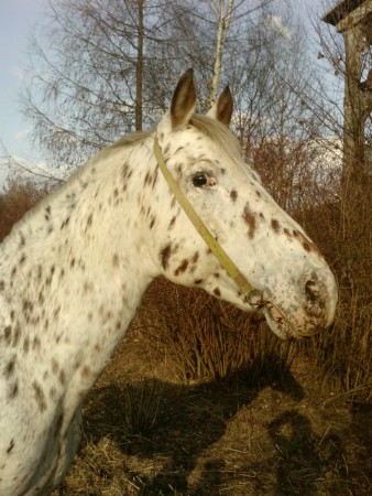 Vestr Welington